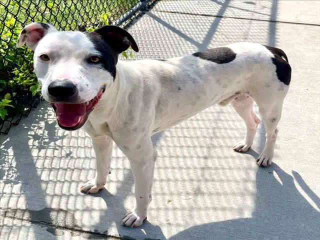 Rambo - Pit Bull Terrier