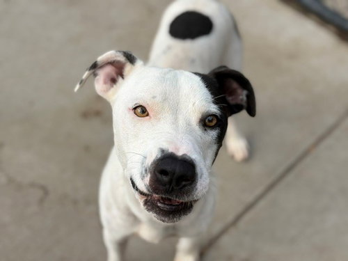 RAMBO, a dog for adoption from City of Tulsa Animal Welfare