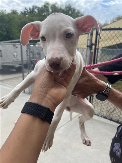 SALSBERRY STEAK, a dog for adoption from City of Tulsa Animal Welfare