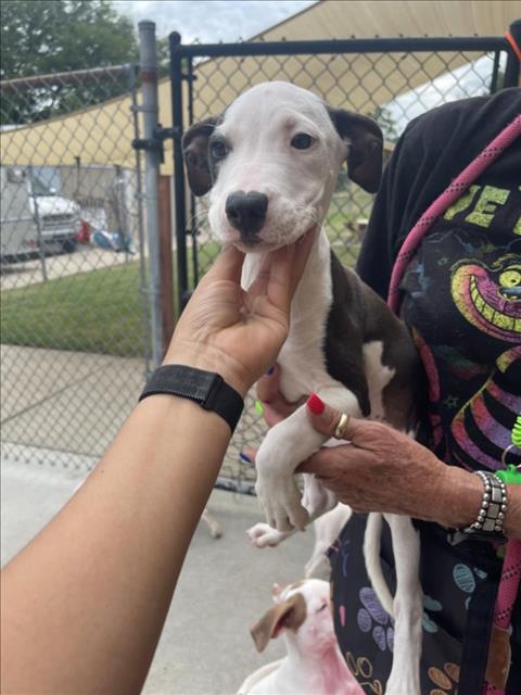 BURNT ENDS, a dog for adoption from City of Tulsa Animal Welfare
