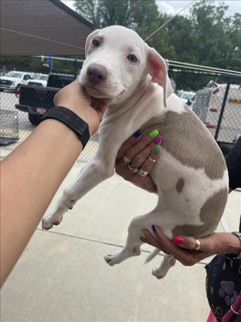 MELTED CHEESE, a dog for adoption from City of Tulsa Animal Welfare