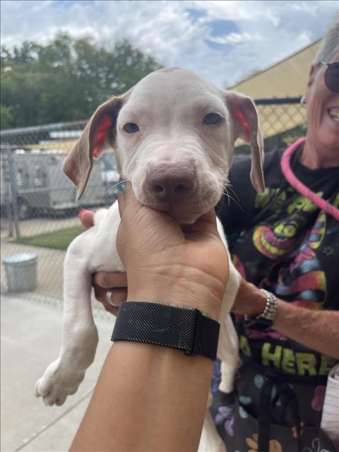 LOADED MAC, a dog for adoption from City of Tulsa Animal Welfare