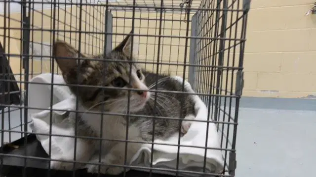 Captian - Domestic Short Hair