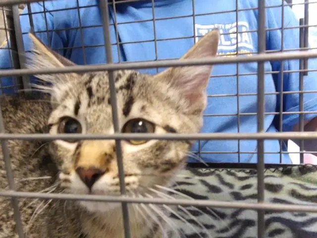 Zuri - Domestic Short Hair