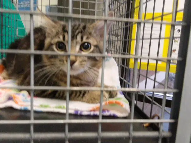 Saffron - Domestic Short Hair