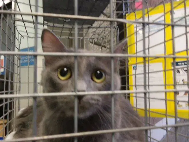 Pebble - Domestic Short Hair