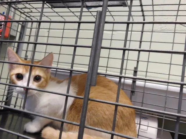 Burrito - Domestic Short Hair