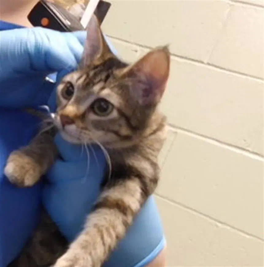 Taco - Domestic Short Hair