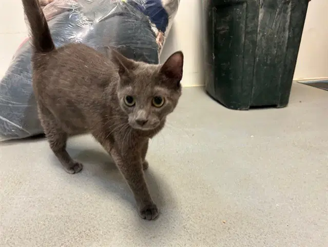 Laura - Domestic Short Hair