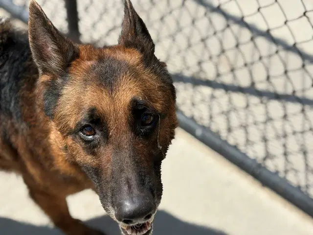 Vader - German Shepherd Dog