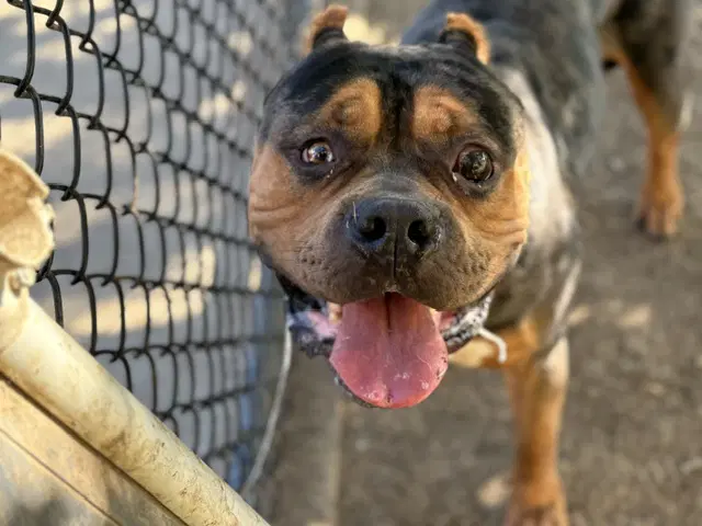 Spartacus - American Bulldog