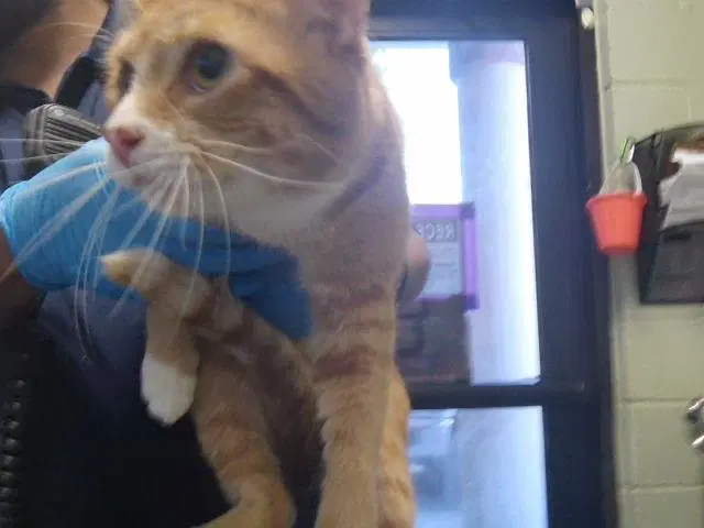 Cheeto - Domestic Short Hair