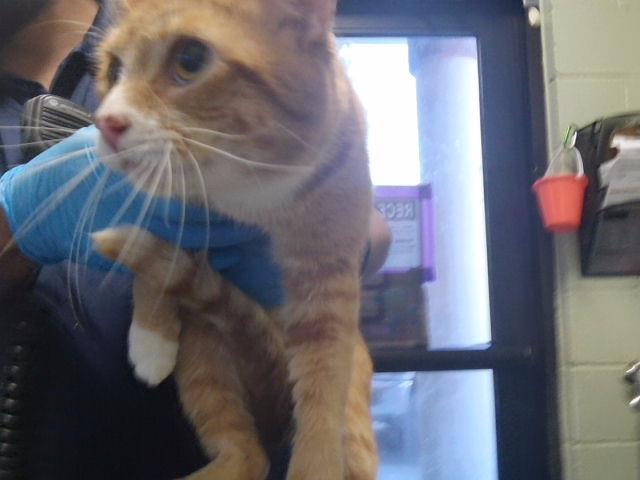 Cheeto