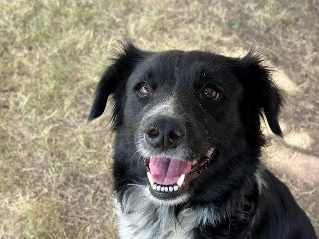 Dolly - Border Collie