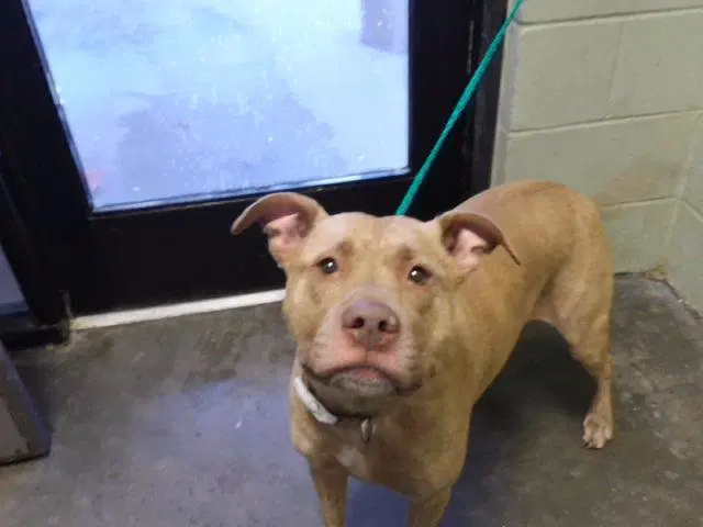 Sharpeeey - Pit Bull Terrier