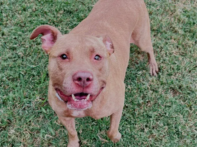 Sharpeeey - Pit Bull Terrier