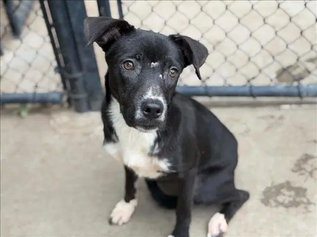 Blue Bell - Pit Bull Terrier