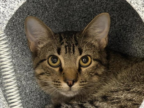 DALE, a cat for adoption from City of Tulsa Animal Welfare