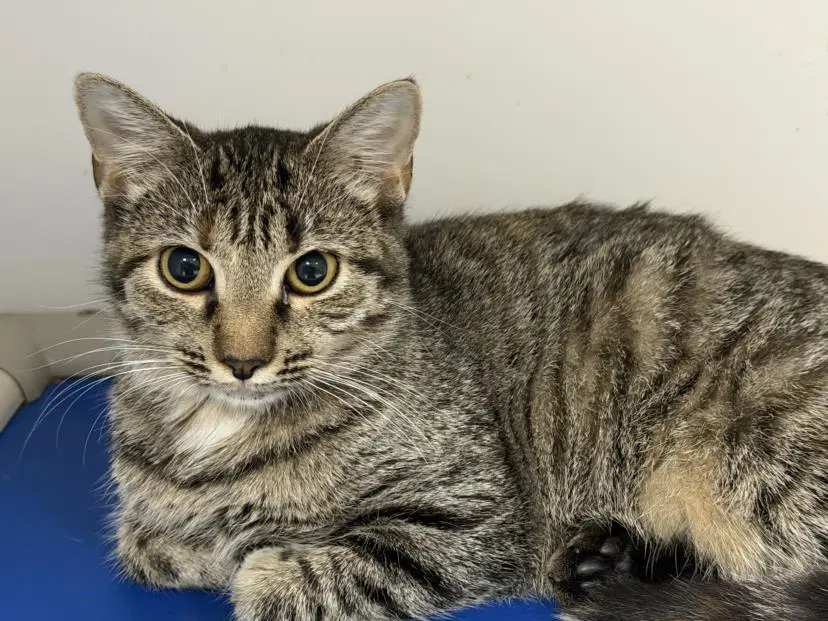 Chip - Domestic Medium Hair
