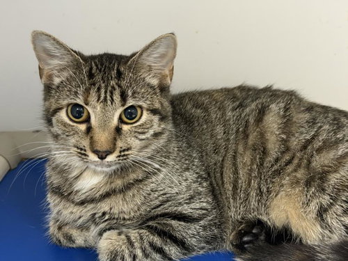CHIP, a cat for adoption from City of Tulsa Animal Welfare