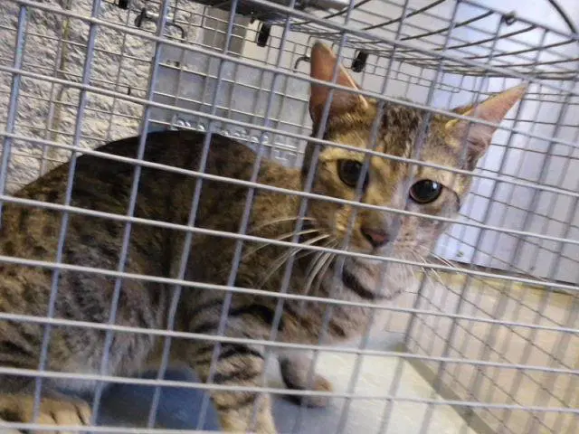 Loverboy - Domestic Short Hair