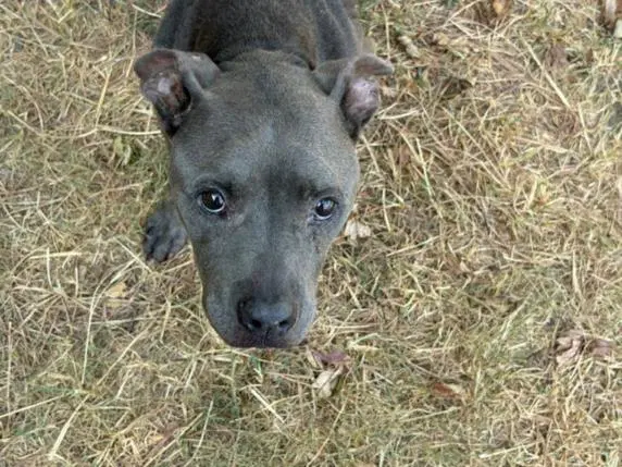 Angel Cake - Pit Bull Terrier