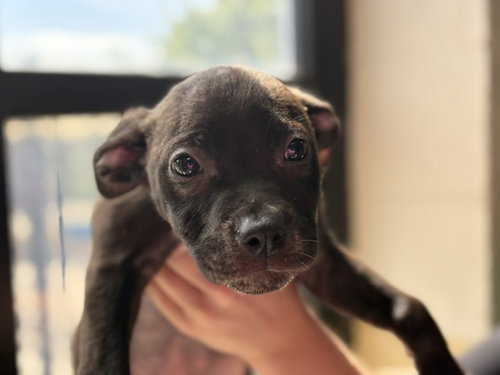 AJ, a dog for adoption from City of Tulsa Animal Welfare