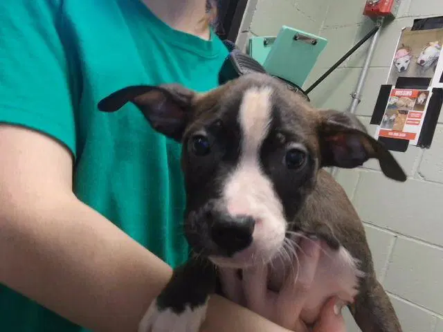Kevin - Pit Bull Terrier
