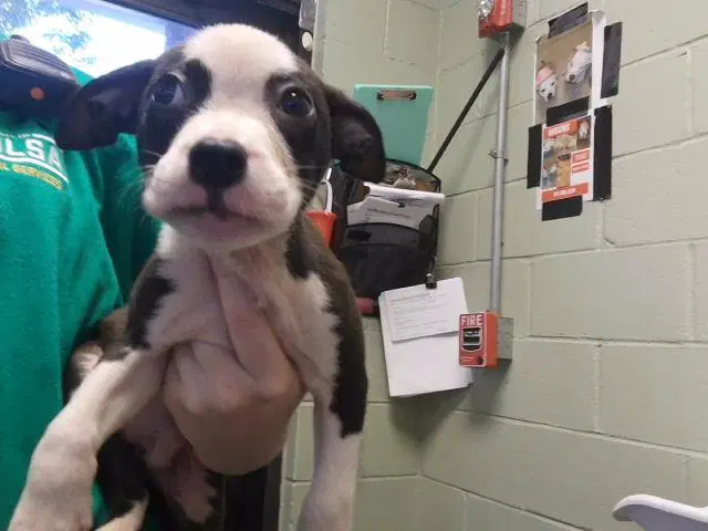 Brian - Pit Bull Terrier