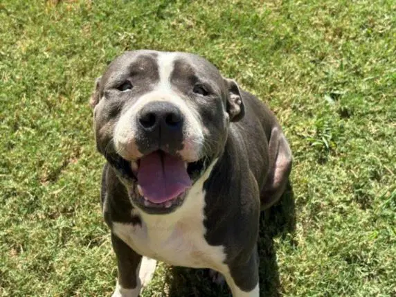 Clarence - Pit Bull Terrier