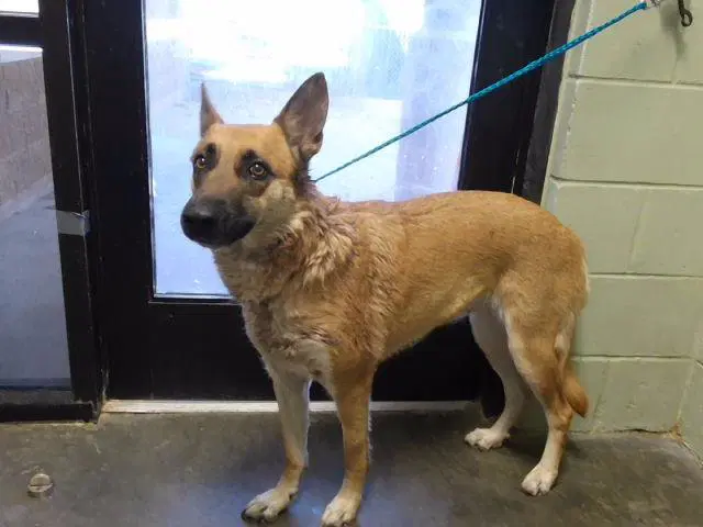 Smiley - German Shepherd Dog