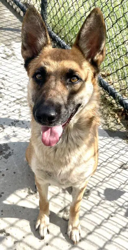 Smiley - German Shepherd Dog