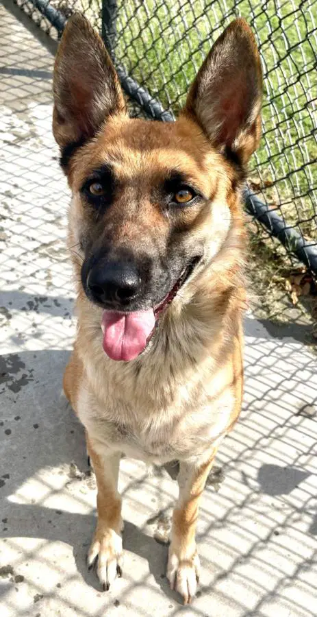 Smiley - German Shepherd Dog