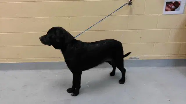 Blade - Cane Corso Mastiff