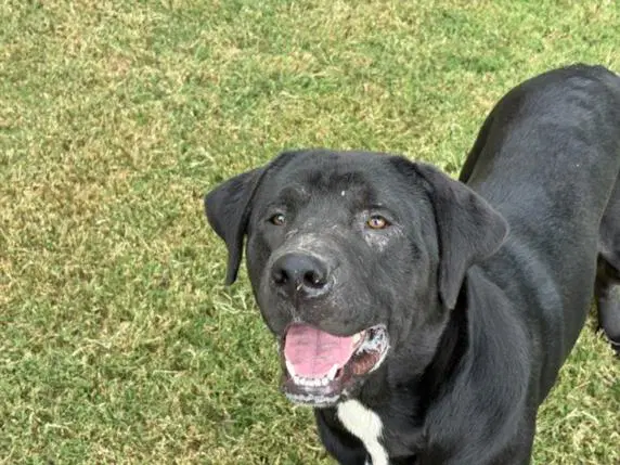 Blade - Cane Corso Mastiff