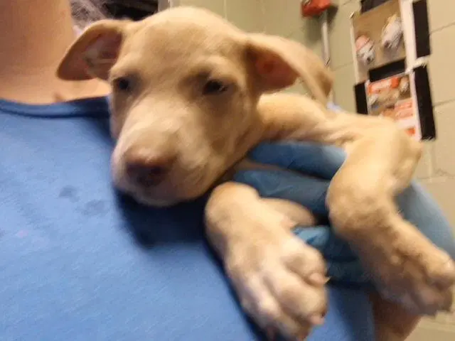Orion - Pit Bull Terrier
