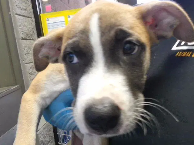 Griffin - Pit Bull Terrier
