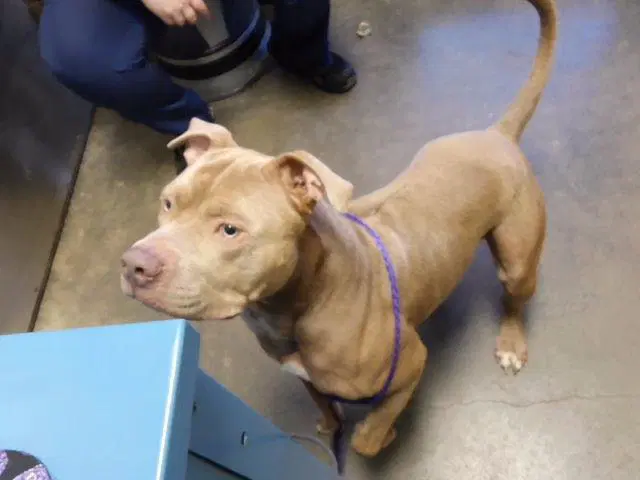 Goober - Pit Bull Terrier