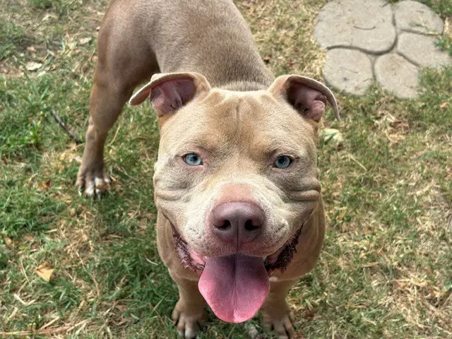Goober - Pit Bull Terrier
