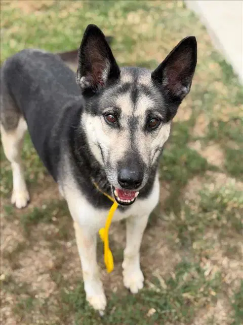 Doc Holiday - German Shepherd Dog