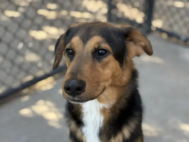 Mondo - German Shepherd Dog