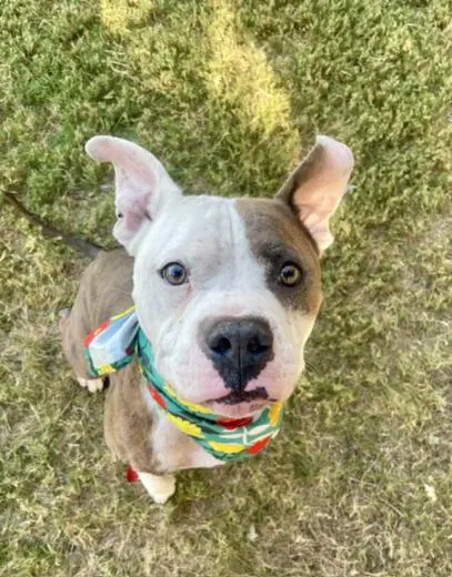 Mr Pibb - Pit Bull Terrier