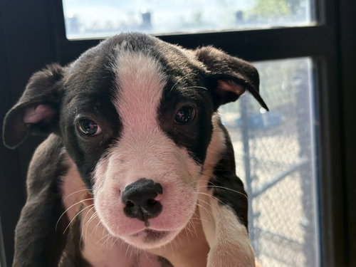 NICK, a dog for adoption from City of Tulsa Animal Welfare