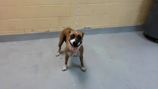 Orchestra - Pit Bull Terrier