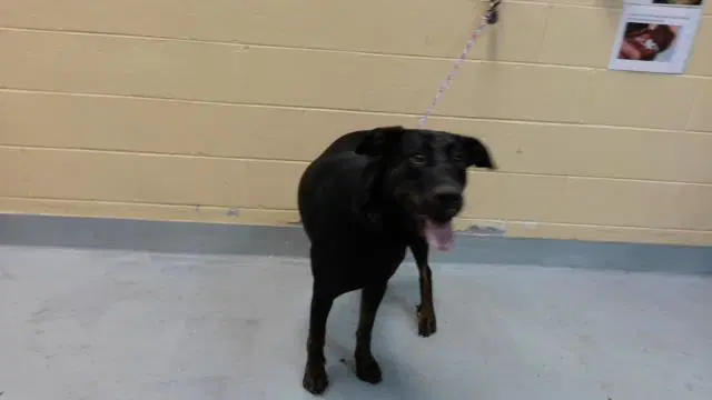 Symphony - Doberman Pinscher