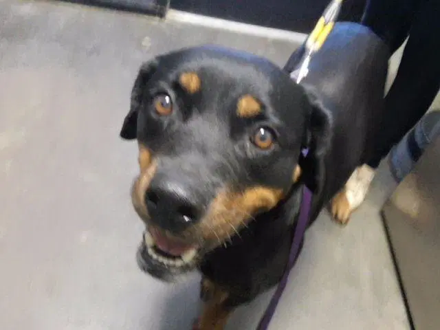 Emberlyn - Rottweiler