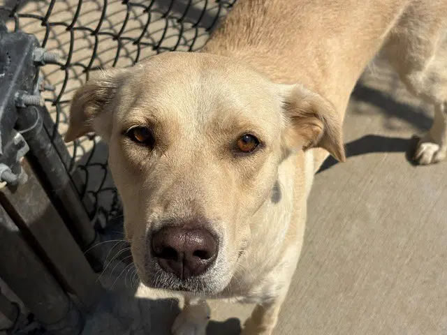 Ishu - Labrador Retriever