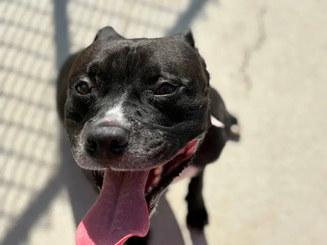 Kaelum - Pit Bull Terrier