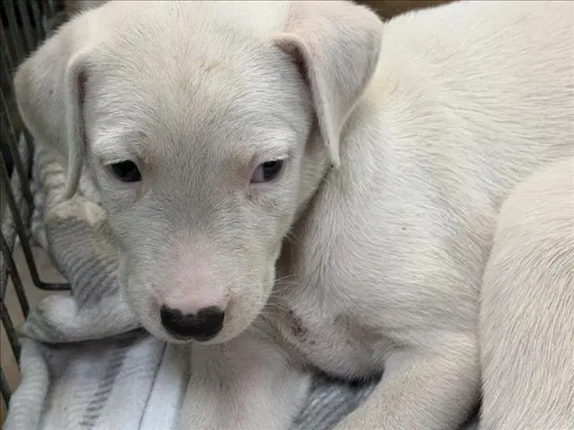 Pumkin - Labrador Retriever