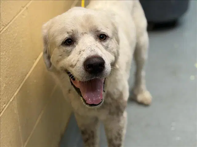 Gilbert - Great Pyrenees